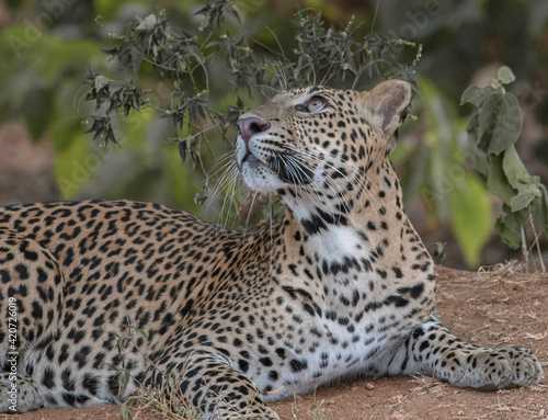 close up of leopard  Big male leopard stare  Sunshine on leopard face  sun on leopard  leopard in the sun  leopard in sunlight