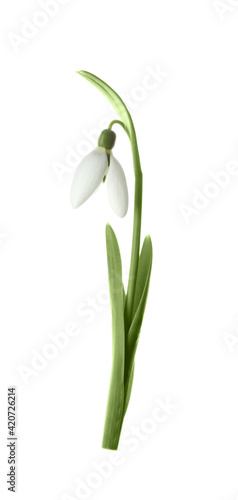 Beautiful tender snowdrop flower isolated on white. Symbol of first spring day