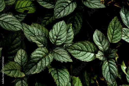 green leaves background © PaToo