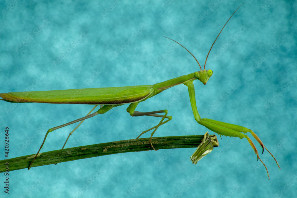 Close-up shot of a green mantis leaning on a stalk. Intensely bluish background. Close-up shot of a green mantis leaning on a stalk. Intensely bluish background.