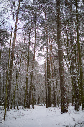  vertical photos of the forest in winter
