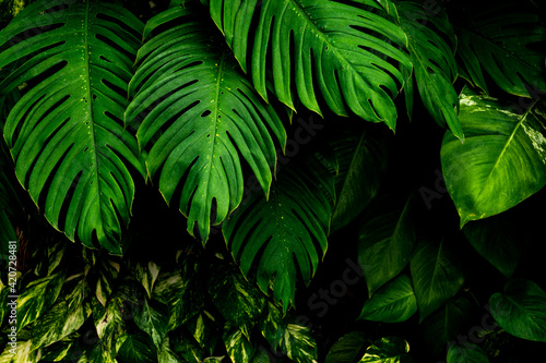 green monstera leaf background, tropical leaf, abstract green leaf texture