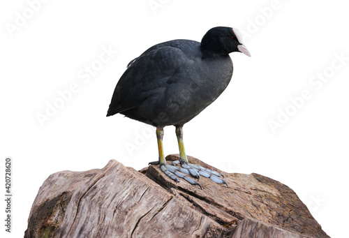 Fotografie Eurasian Coot (Fulica atra), isolated on White background