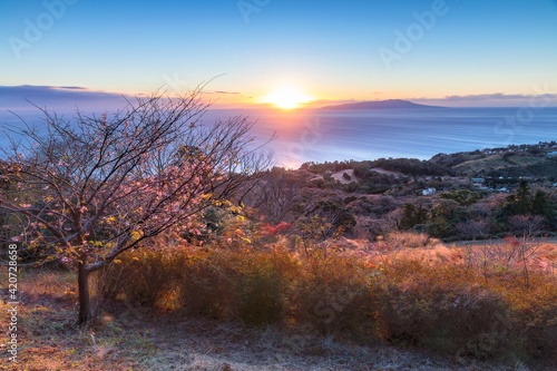 静岡県・伊東市 冬の伊豆高原の夜明けと桜の散り際の風景
