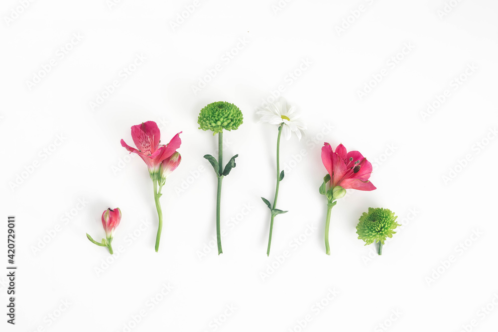Creative colorful layout made of white daisy, pink and green spring flowers on minimal white background. Spring blooming concept arrangement.