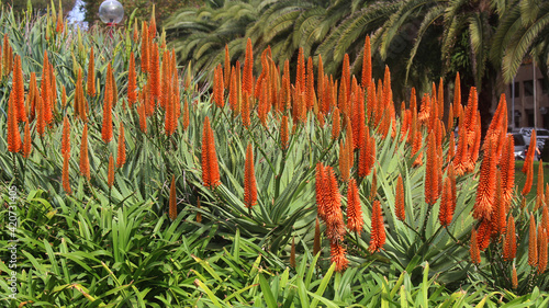 A mass planting of Bitter aloe plants growing in a garden. The Orange flowers are blooming. Succulent plant. Aloe ferox. photo