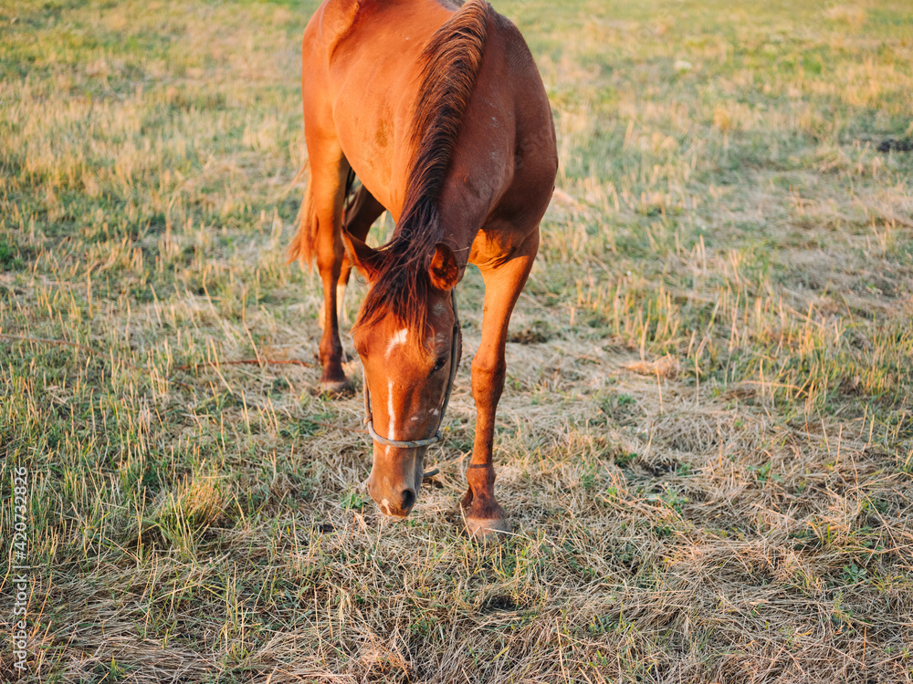 Horse eating grass in a field on a meadow and blue sky with fresh air Horse eating grass in a field on a meadow and blue sky with fresh air