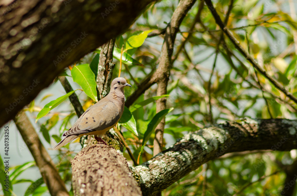 Mourning dove resting on a tree