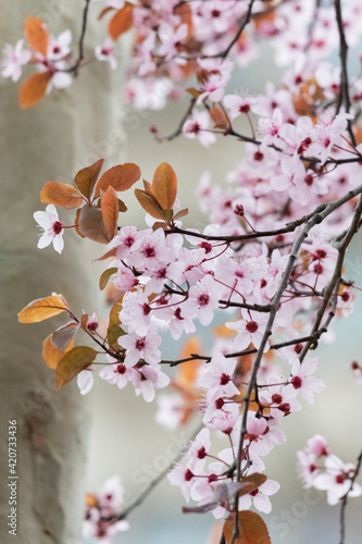 Blooming cherry Blossom