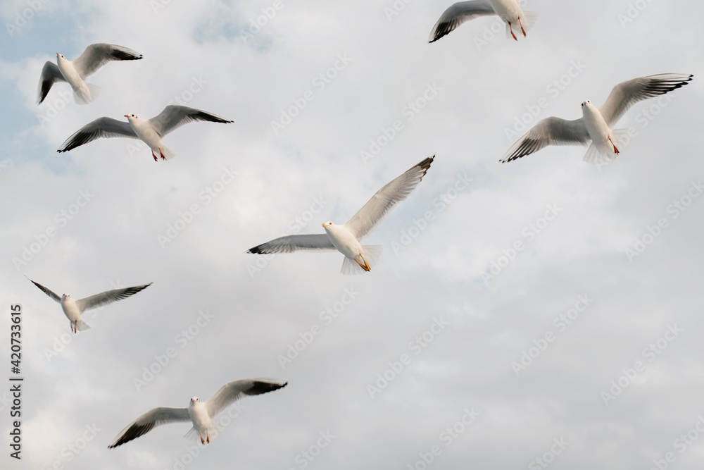 Seagulls In flight Seagulls In flight