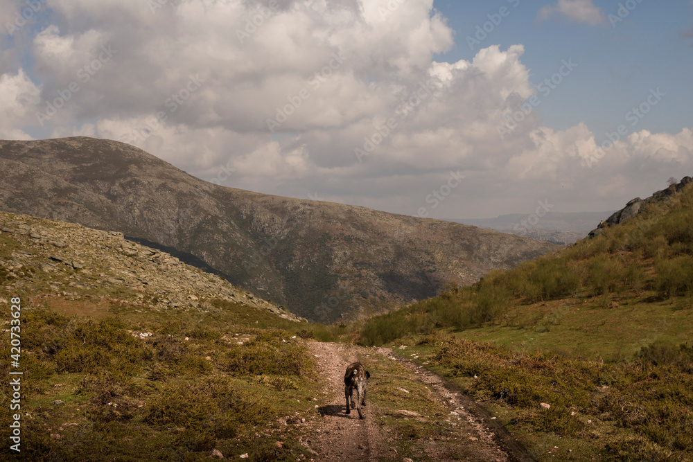 Dog walks in a Mountain landscape