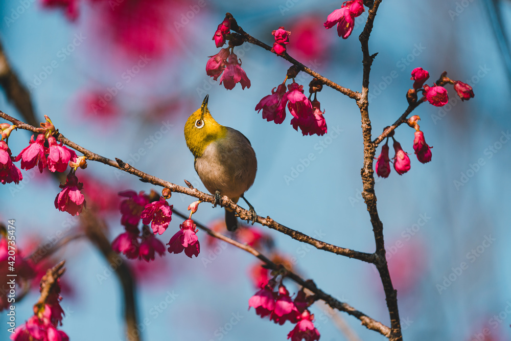 A Japanese white-eye bird in cherry blossoms A Japanese white-eye bird in cherry blossoms