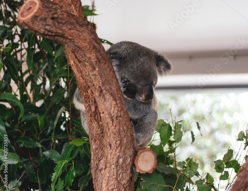 koala in tree