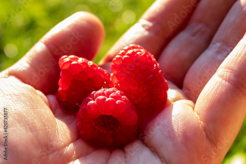 fresh ripe raspberries in human hand photo