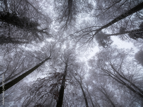 Frozen forest photo