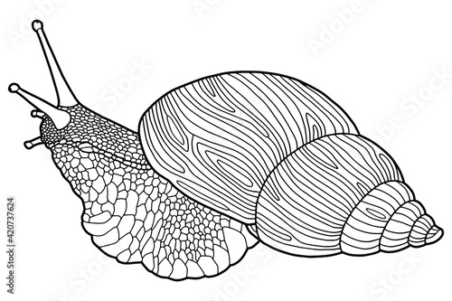  Hand drawing snail. Coloring page. The original print. Illustration for a children's book. Coloring book for children and adults.