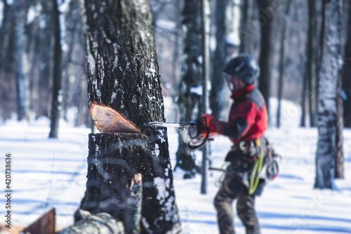 Professional lumberjack woodcutter with chainsaw in protective uniform gear cutting a big massive tree in the forest during the winter, logger firewood timber tree photo