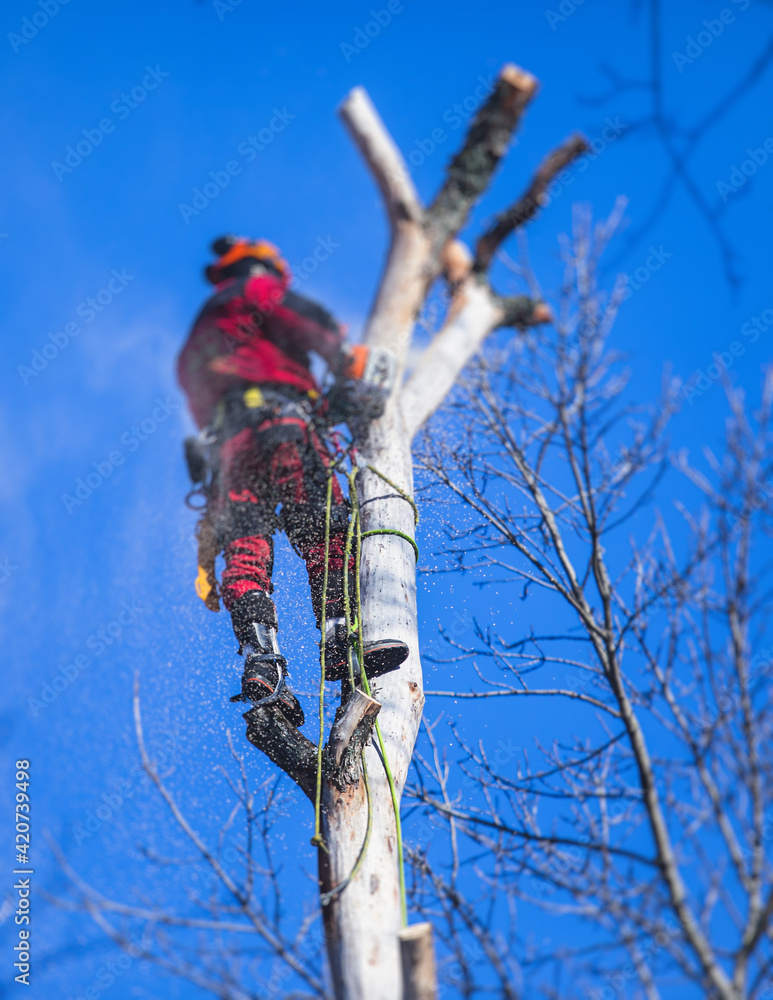 Arborist tree surgeon cutting tree branches with chainsaw, lumberjack