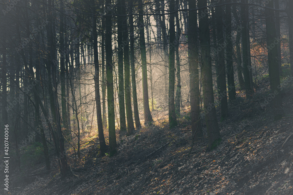 Fototapeta premium old mysterious forest in Germany