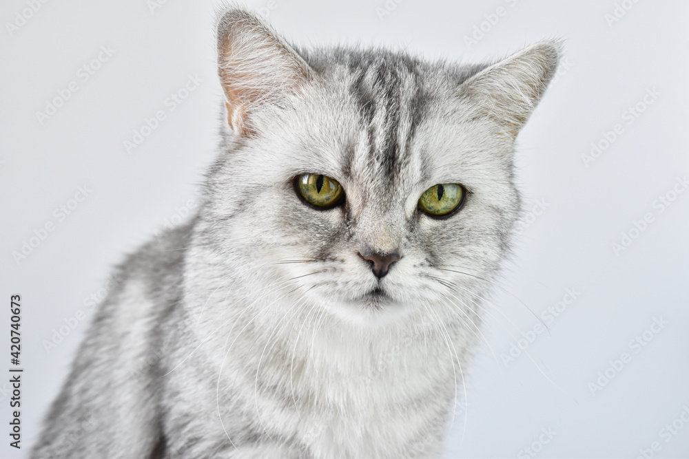 Cat. A striped kitten on a white background. The pet is gray with yellow eyes.
