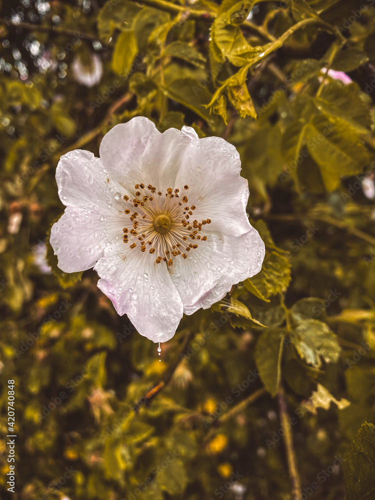 Obraz premium Der Herbst als eine der vier meteorologischen und astronomischen Jahreszeiten