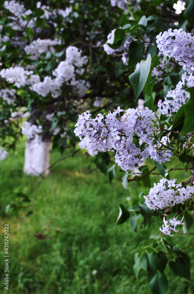 Obraz premium Blooming tree in spring.