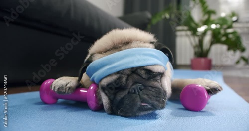 Funny cute pug dog do fitness at home. Portrait. Funny lazy sport pug. Tired of sport training, lying on the mat to sleep. Funny dog sport concept