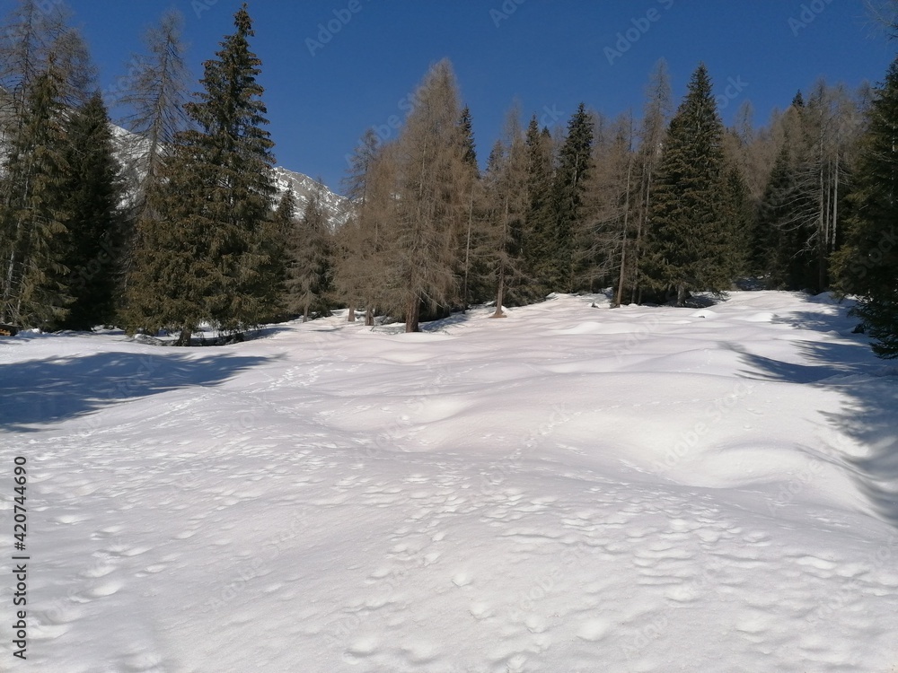 snow covered trees snow covered trees