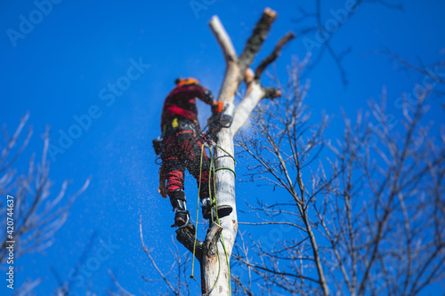 Arborist tree surgeon cutting tree branches with chainsaw, lumberjack woodcutter in uniform climbing and working on heights, process of tree pruning and sawing on top