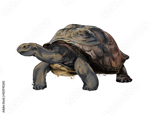 Galapagos turtle from a splash of watercolor, colored drawing, realistic. Vector illustration of paints