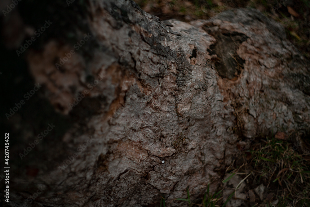 a rotten brown bark on a tree a rotten brown bark on a tree