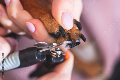 Process of cutting dog claw nails of a small breed dog with a nail clipper tool, close up view of dog's paw, trimming pet dog nails manicure photo