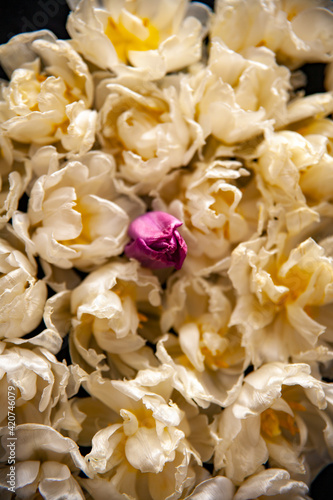 the dying beauty of white and purple tulips