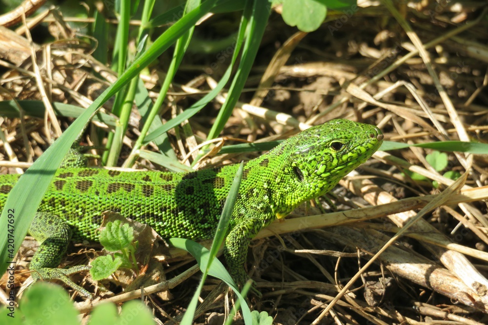 Green european lizard on grass in the garden, closeup