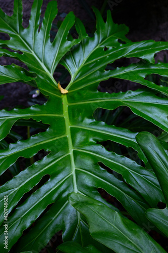 Bright green palm leaves for texture or background. Abstract nature plant image.