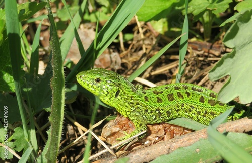 Beautiful green lizard in the wild