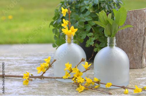 flacons décoratifs de fleur printanière de forsythia  , saisonnier photo