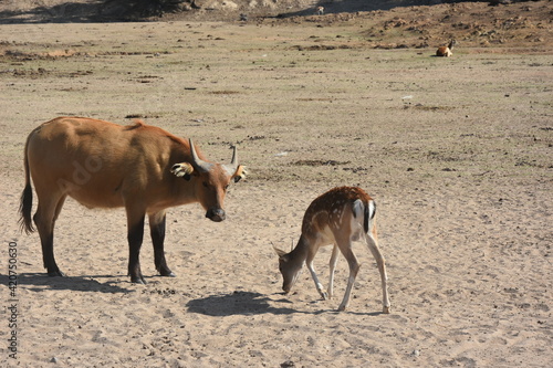 cow and calf