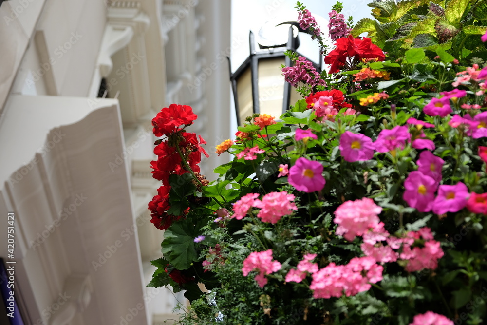 Naklejka premium Colorful flowers