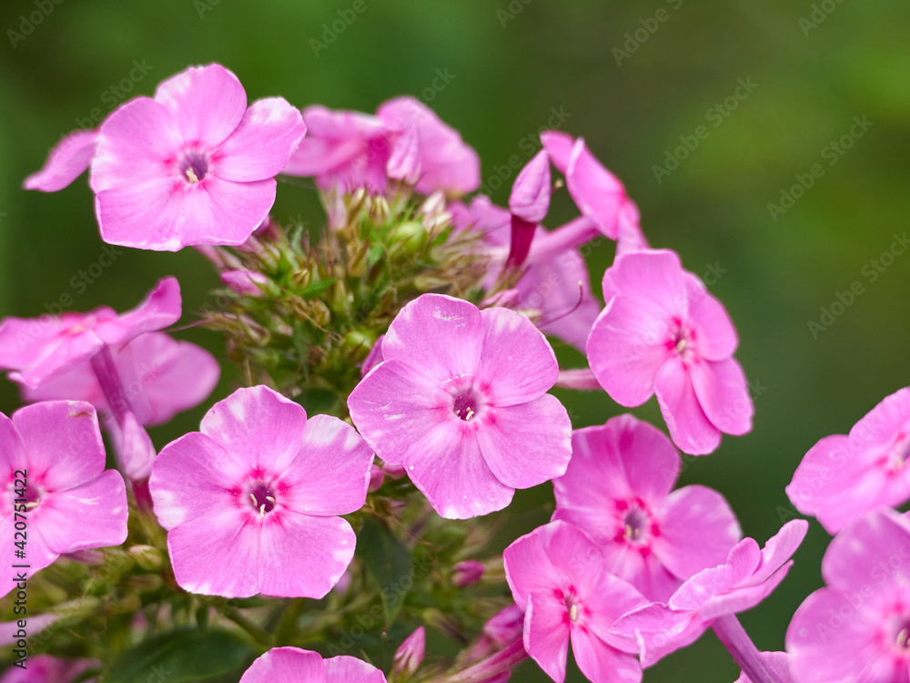 夏に咲く濃いピンクのフロックス