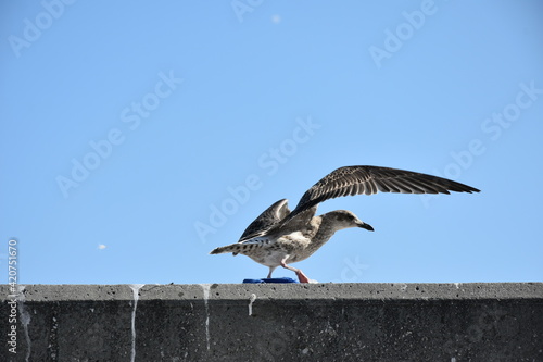 seagull in flight