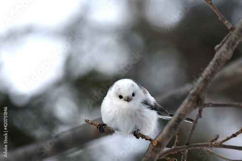 厳冬の北海道の森、囀るシマエナガ