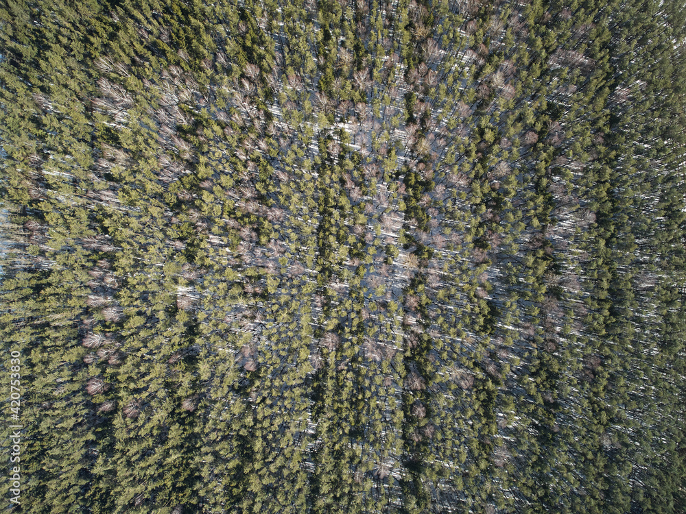 Obraz premium Green trees pattern aerial above view