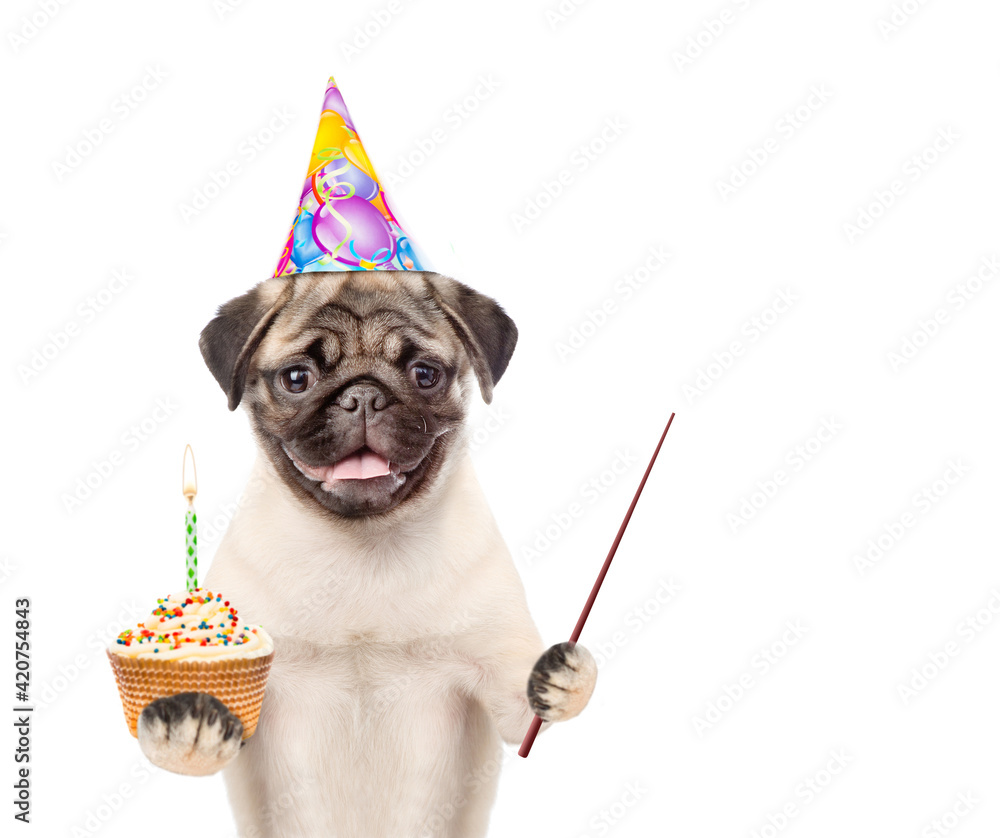 Pug puppy wearing a party cap holds cupcake with candle and points away on empty space. isolated on white background