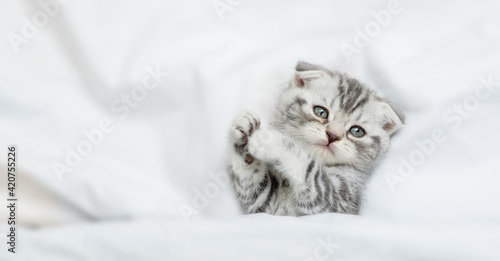 Tiny tabby kitten lying under warm blanket on a white bed at home. Top down view. Empty space for text