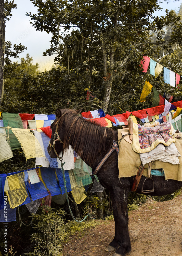 A brown horse looking into prayer flags in a mountain in Paro, Bhutan.