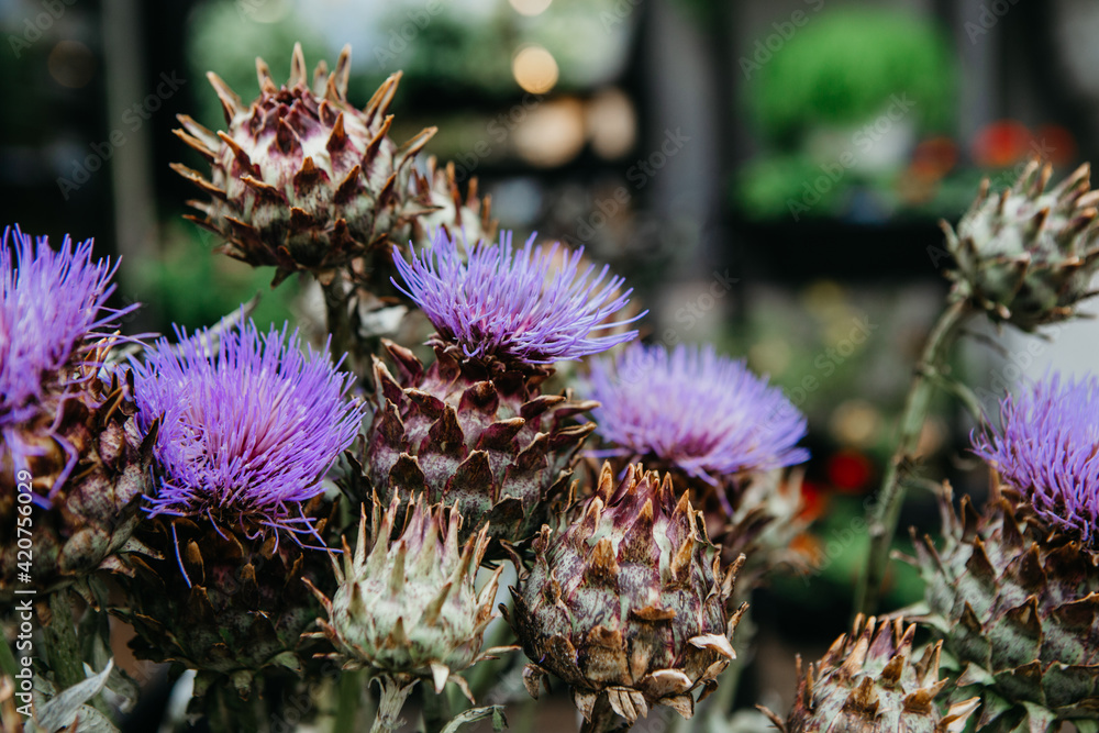 Spring blooming, summer time, plant for sale in store, bouquet decor and home delivery during covid-19 Spring blooming, summer time, plant for sale in store, bouquet decor and home delivery during covid-19