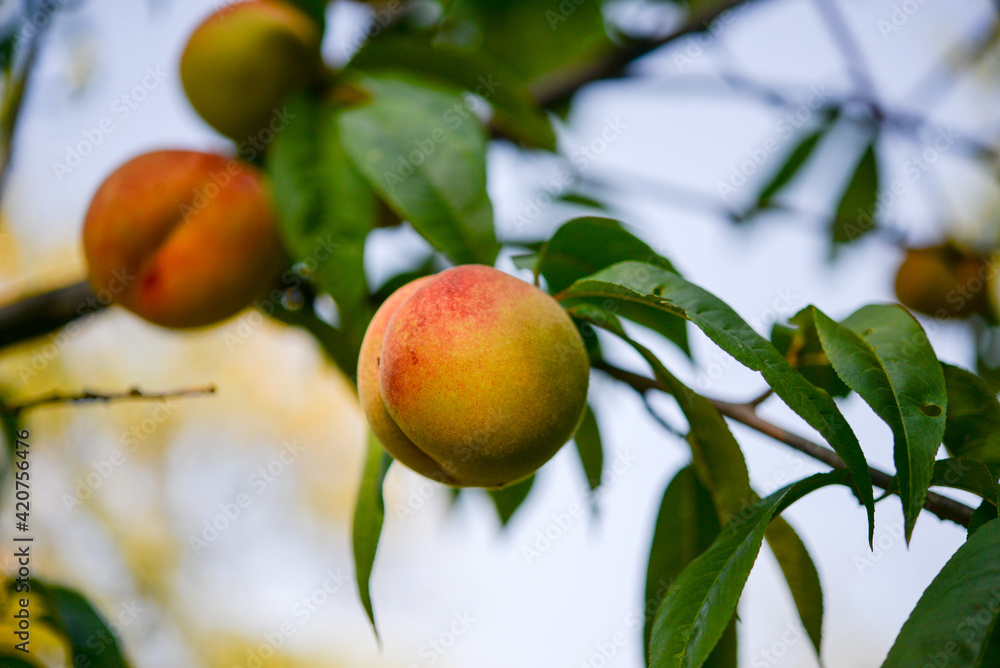 Obraz premium Peach on a peach tree