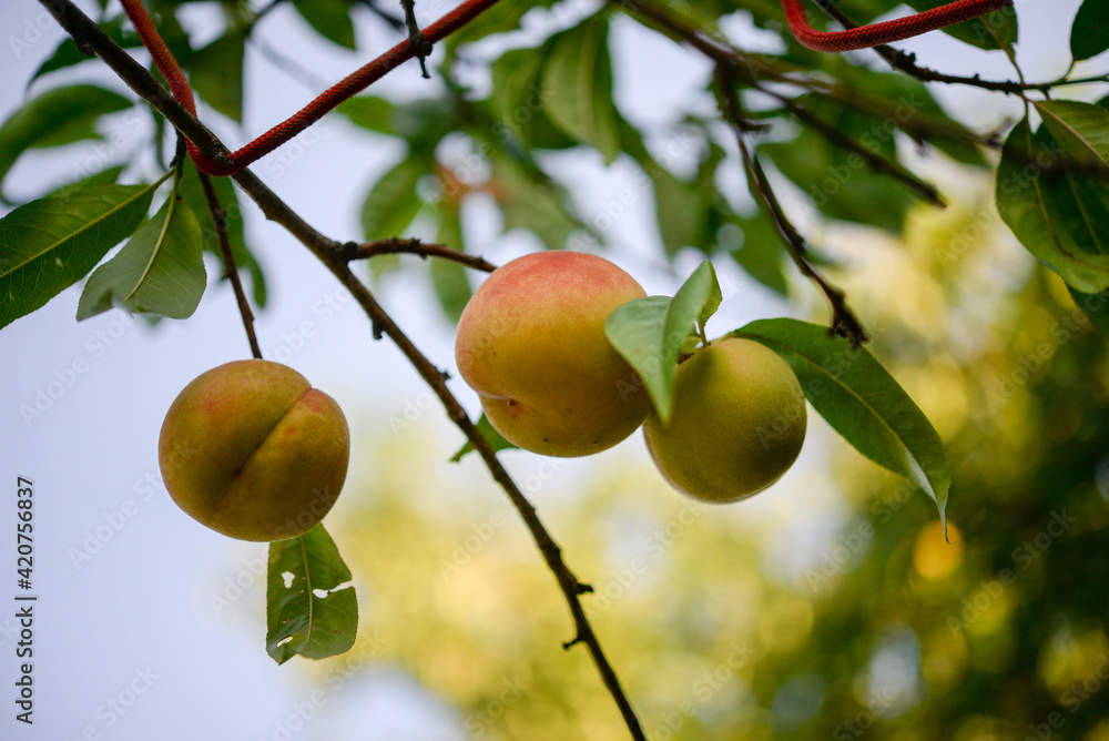Peach on a peach tree Peach on a peach tree