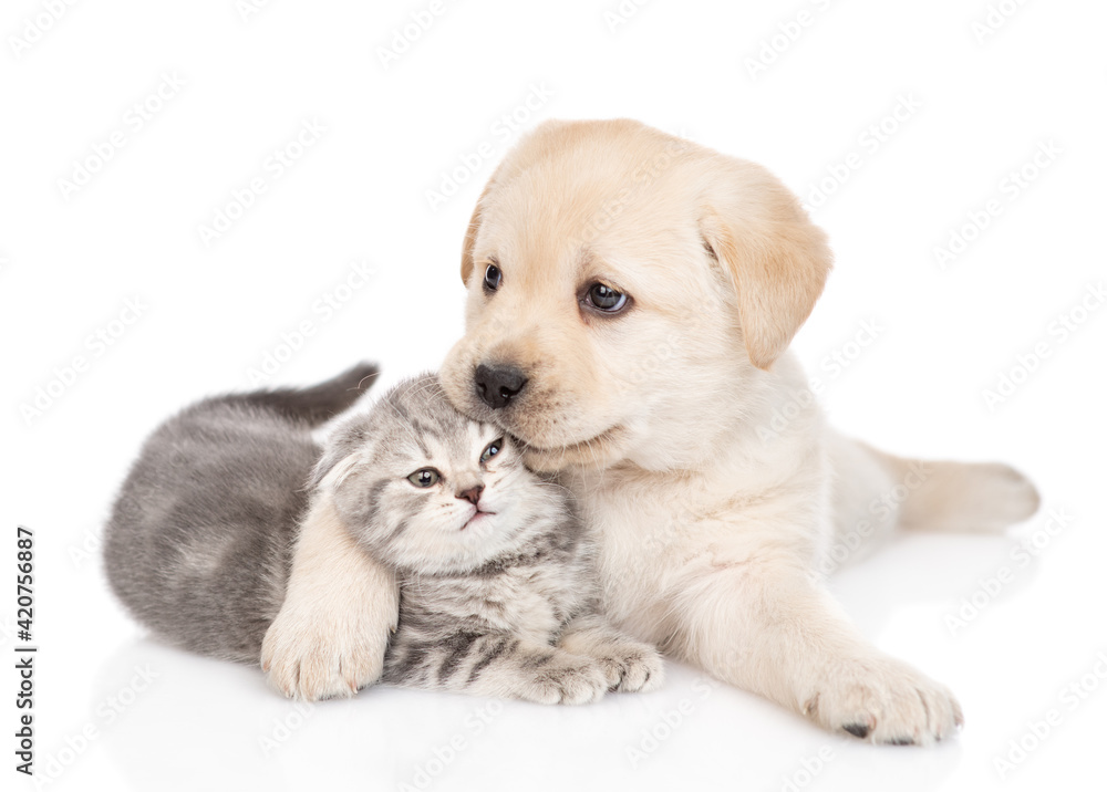 Golden retriever puppy hugs and kisses a tiny gray kitten. isolated on white background Golden retriever puppy hugs and kisses a tiny gray kitten. isolated on white background